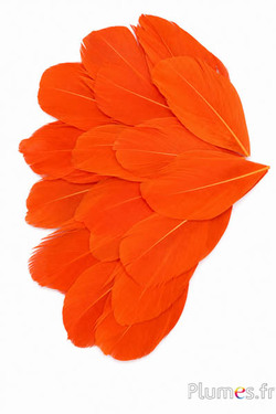 Verenblaadjes - 6-8 x 3-4 cm - oranje